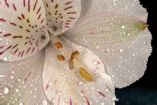 flower with water drops