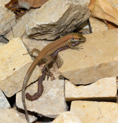 Close up of a Lizard eating an earthworm.