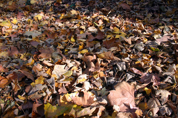 Les feuilles d'automne sont déjà au sol 