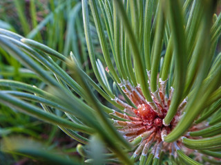 Obraz premium pine tree branch with cones