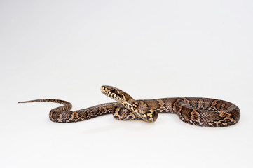 Amurnatter (Elaphe schrenckii) - Amur rat snake
