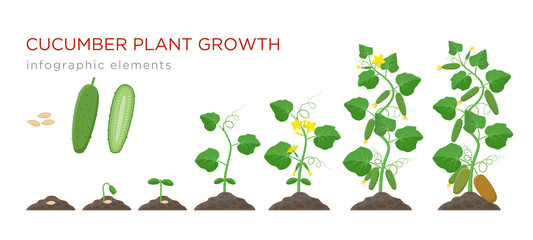 Cucumber plant growth stages infographic elements in flat design. Planting process of cucumber from seeds sprout to ripe vegetable, plant life cycle isolated on white background, vector illustration.