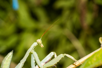 Mantis, macro photography of common green mantis or pray mantis  Mantidae Mantodea.