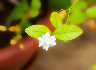 Jasmine flower, Jasminum sambac, Family Oleaceae