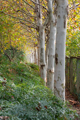 A row of birch trees along a path in Wuhan, China