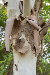 A close-up of a birch tree shedding its bark in the forest of Wuhan, China.