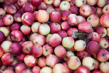 Fresh red apples on the market . Many apples a great backdrop for a fruit store.