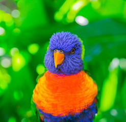 Colorful rainbow lorikeet parrot
