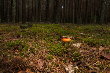 Russula in the green moss in the coniferous forest