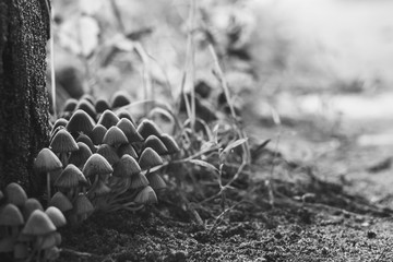 Colony of small mushrooms on thin legs. Close up. Small depth of field. Black and white