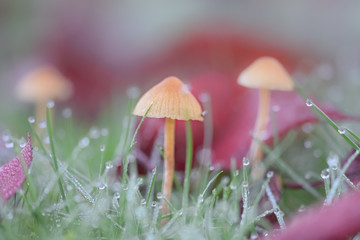 Tiny mushroom in grass with dew