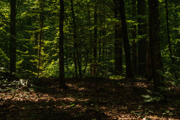 Sun rays illuminate the dark forest. Hardwood. Background. Summer
