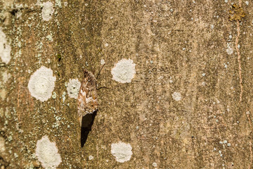 The butterfly Hipparchia semele sits on the surface of the trunk of the tree and has a drawing of...