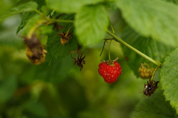 Organic ripe red raspberries on the bush. Close-up. DOF