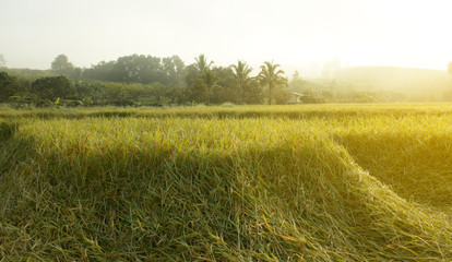 Landscape of rice field on autumn