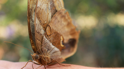 Beautiful brown and brown owl butterfly, with defocused background. Butterfly with eyes, big butterfly.