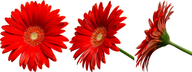 rote Gerbera Blüte Seitenansichten, freigestellt