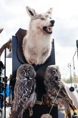 Stuffed owl ans wolf