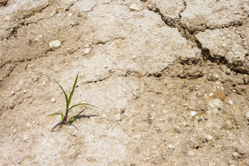 Lonely plant on clay dry soil.  Close-up Texture. Copy space