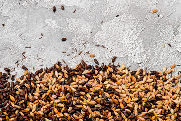 Malted grain closeup. Mixed varieties of malted grain on a gray background. close-up. top view. flat lay