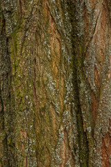 Bark maple. Texture. Close-up