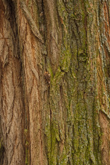 Bark maple. Texture. Close-up