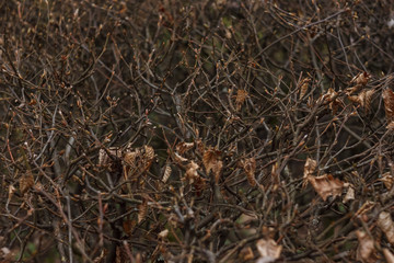 Trimmed bush branches. Abstract background. The small depth of field.
