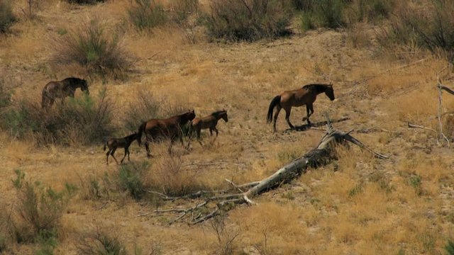 Aerial American Wild horses Rangeland BLM Land USA