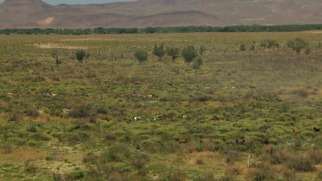 Aerial American Wild horses Rangeland BLM Land USA
