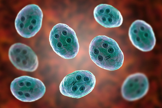 Cyst of Giardia intestinalis protozoan