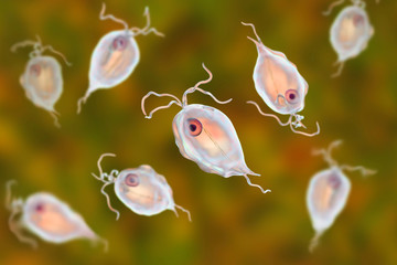 Obraz premium Pentatrichomonas hominis protozoan