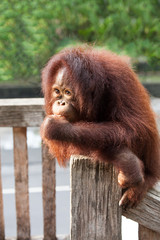 Orangutan cute.