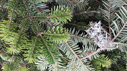 Green Plant On The Garden