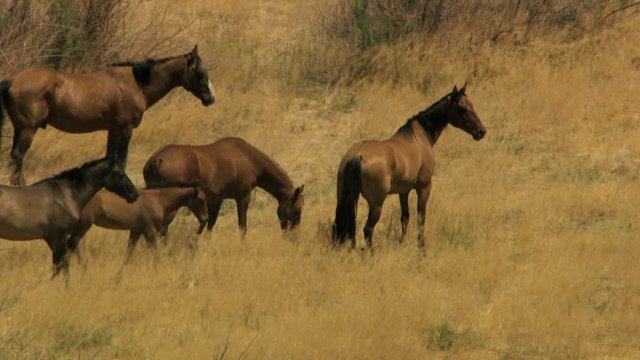 Aerial herd Wild horses livestock freedom scrubland USA