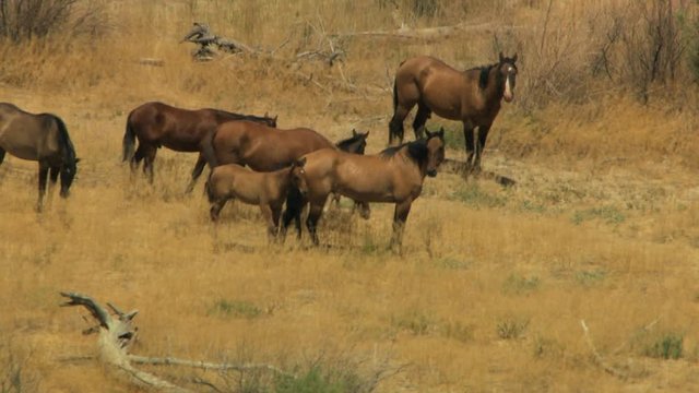 Aerial Group Wild horses freedom landscape California USA