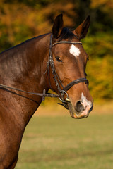 Reitpferd Portrait im Herbst