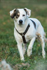 Mixed breed dog standing in a meadow