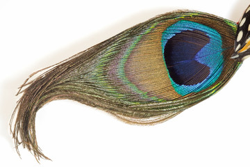 Peacock feather.