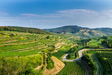 Fototapeta na wymiar Germany, Famous Kaiserstuhl terraces vineyard nature landscape