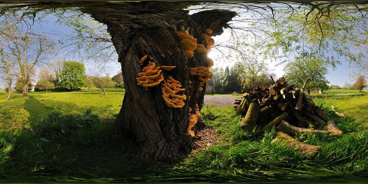 Witches Butter On a Willow Tree, Up Cerne, England, United Kingdom