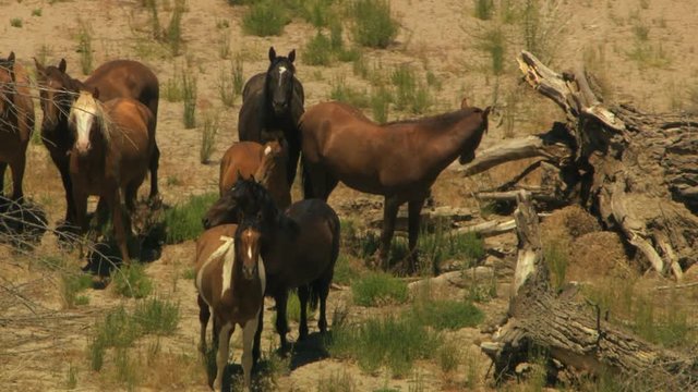 Aerial herd Wild horse livestock freedom scrubland USA