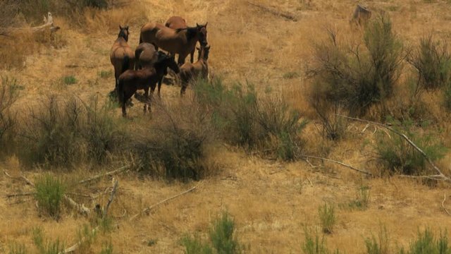 Aerial herd Wild horses livestock freedom scrubland USA