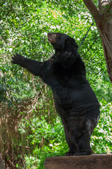 Fototapeta premium Asian black bear