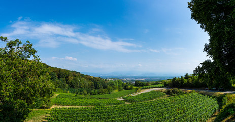 Germany, XXL panorama of wine production at Kaiserstuhl