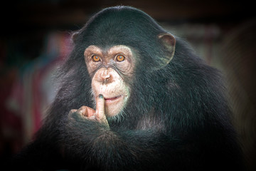  Chimpanzee cute.