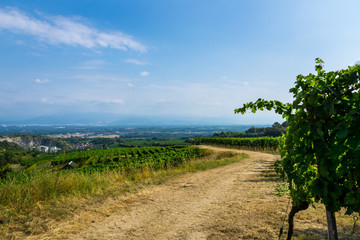 Fototapeta na wymiar Germany, Path along famous vineyard of Kaiserstuhl near Oberbergen