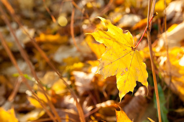 Fallen maple leaf