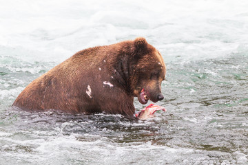 Grizzly bear in Alaska Katmai National Park hunts salmons (Ursus arctos horribilis)