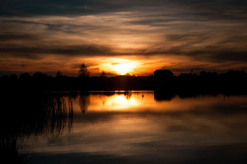 Lonely Swan at sunset