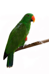 Parrot on white background.